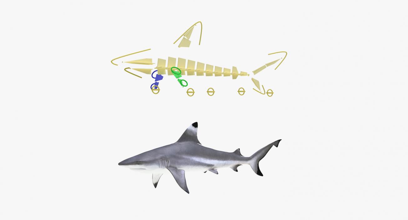 3D Rigged Sharks Collection 5