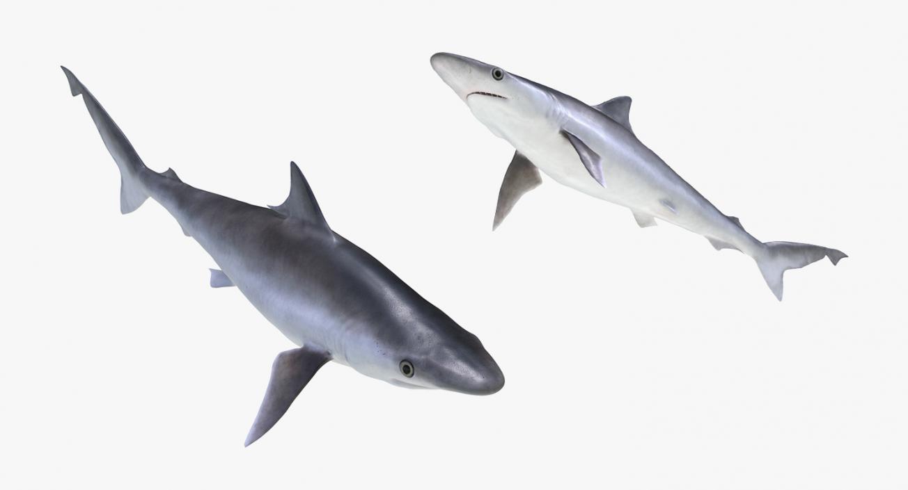 3D Rigged Sharks Collection 5