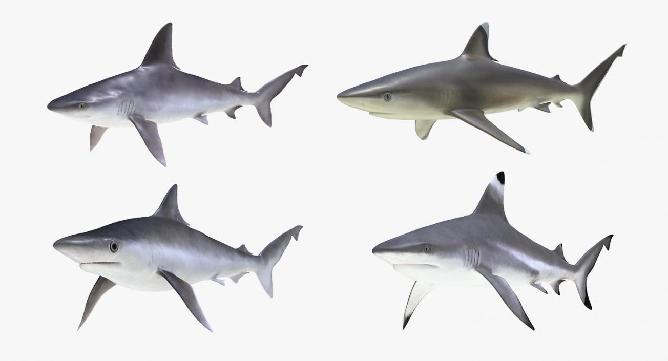 3D Rigged Sharks Collection 5