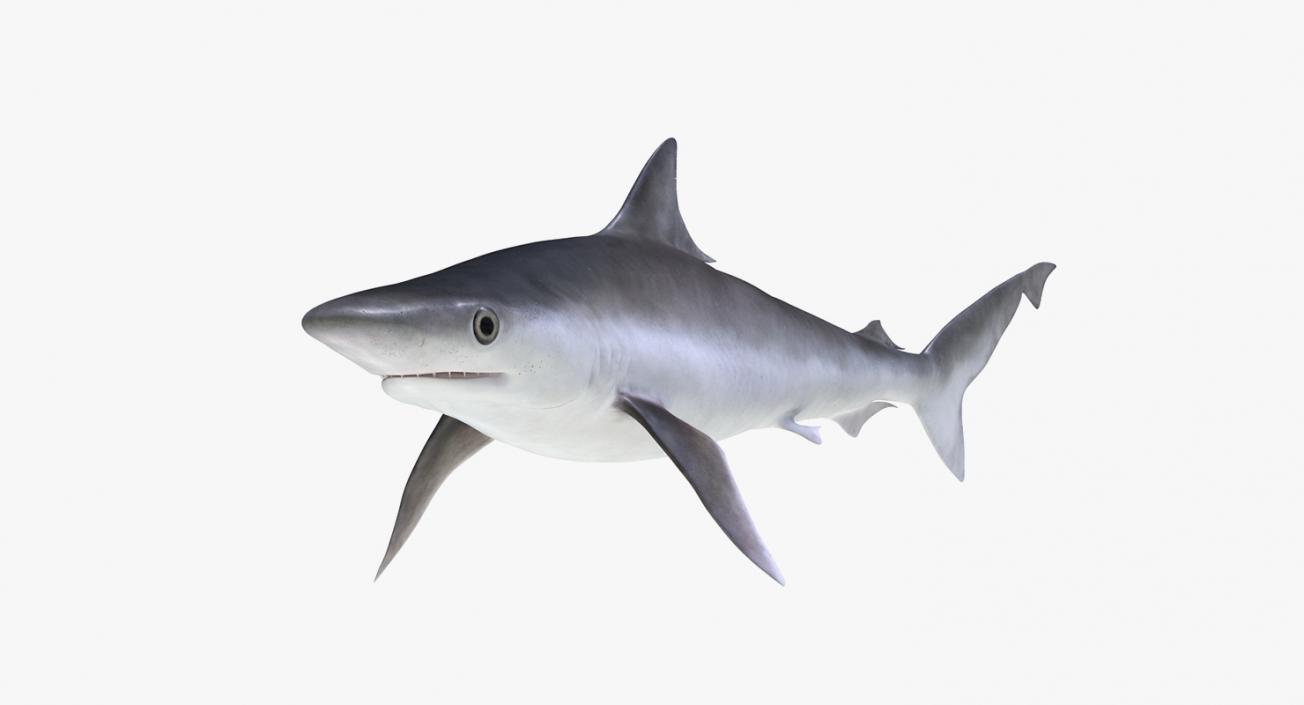 3D Rigged Sharks Collection 5