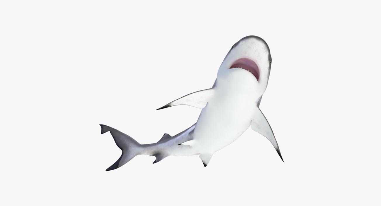 3D Rigged Sharks Collection 5