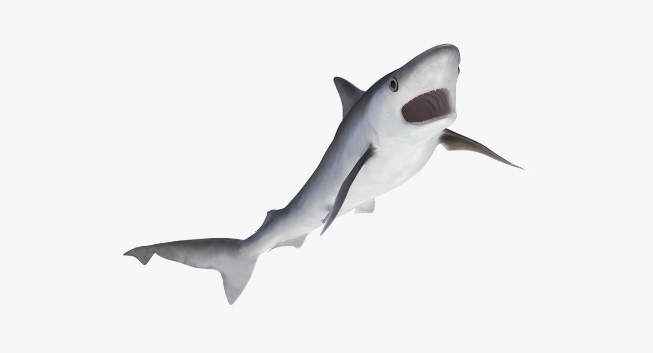 3D Rigged Sharks Collection 5