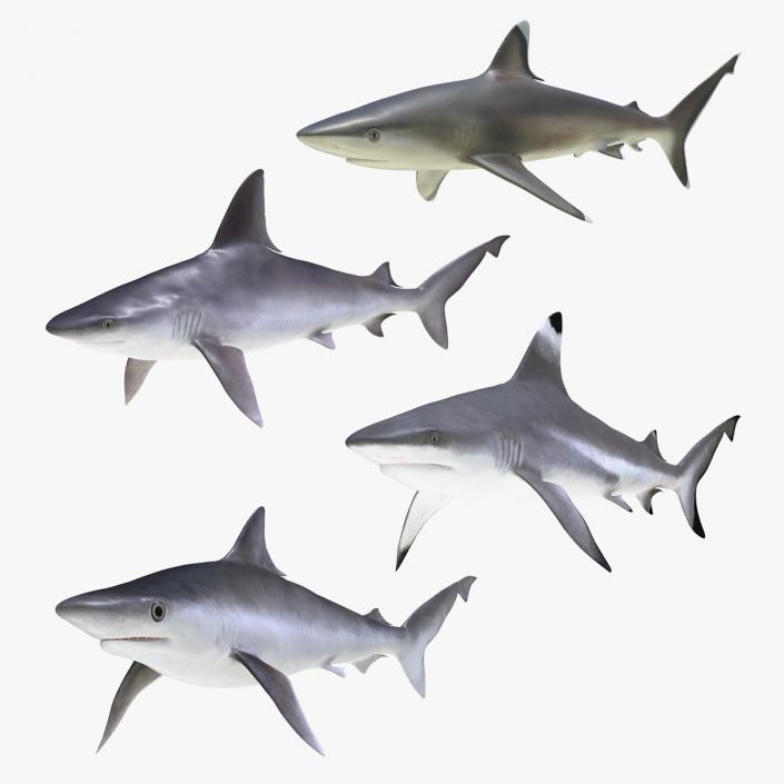 3D Rigged Sharks Collection 5