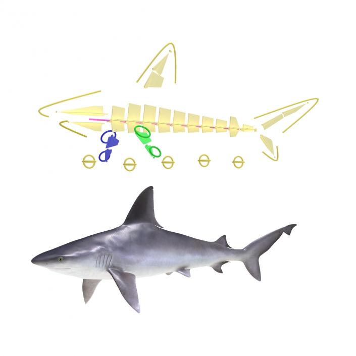 3D Rigged Sharks Collection 5