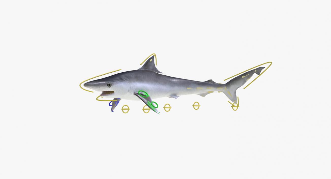 3D Rigged Sharks Collection 5