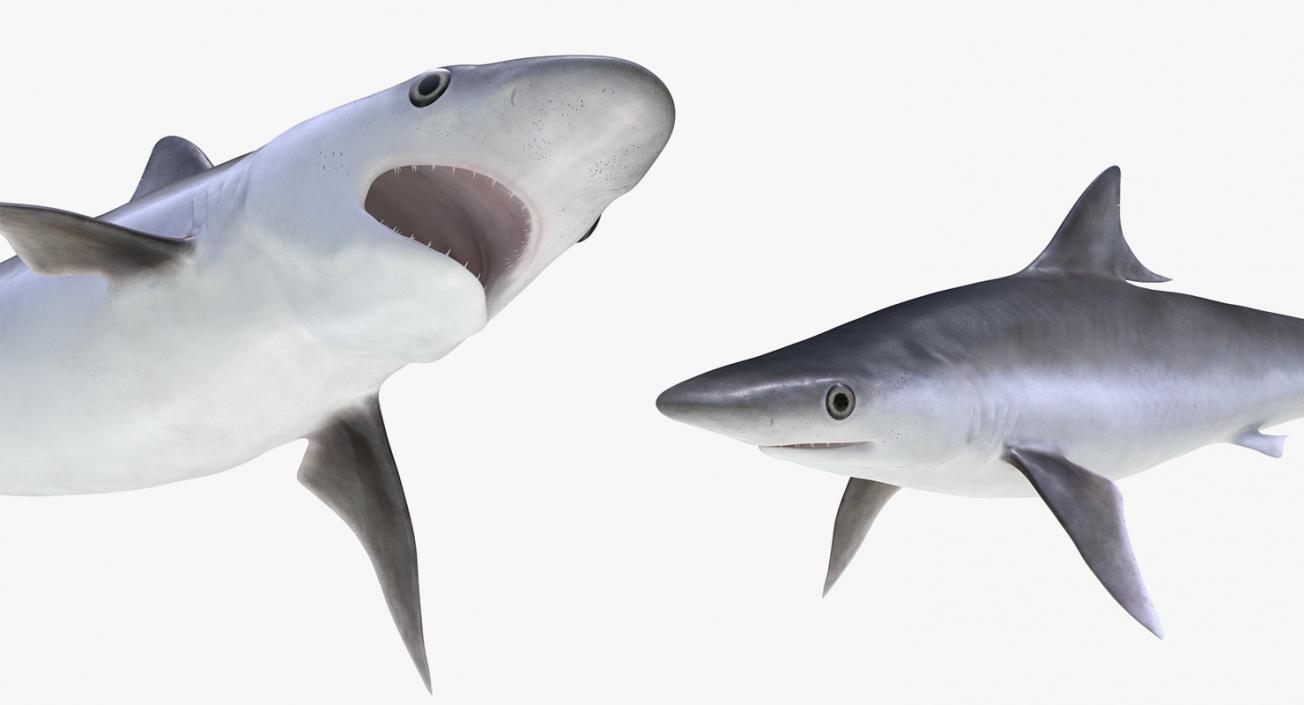 3D Rigged Sharks Collection 5