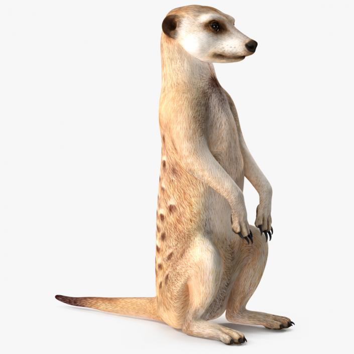 3D Meerkat Rigged for Modo model