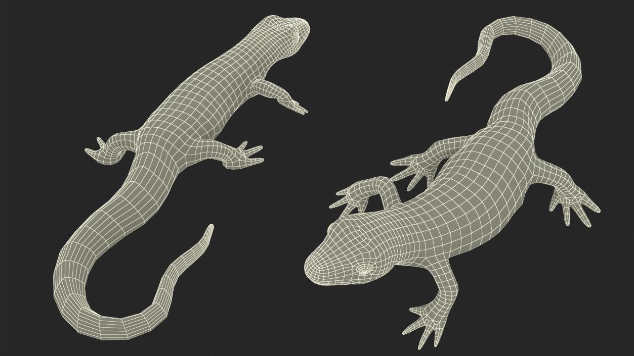 3D Spanish Ribbed Newt Crawling Pose model