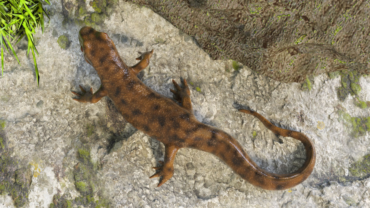 3D Spanish Ribbed Newt Crawling Pose model