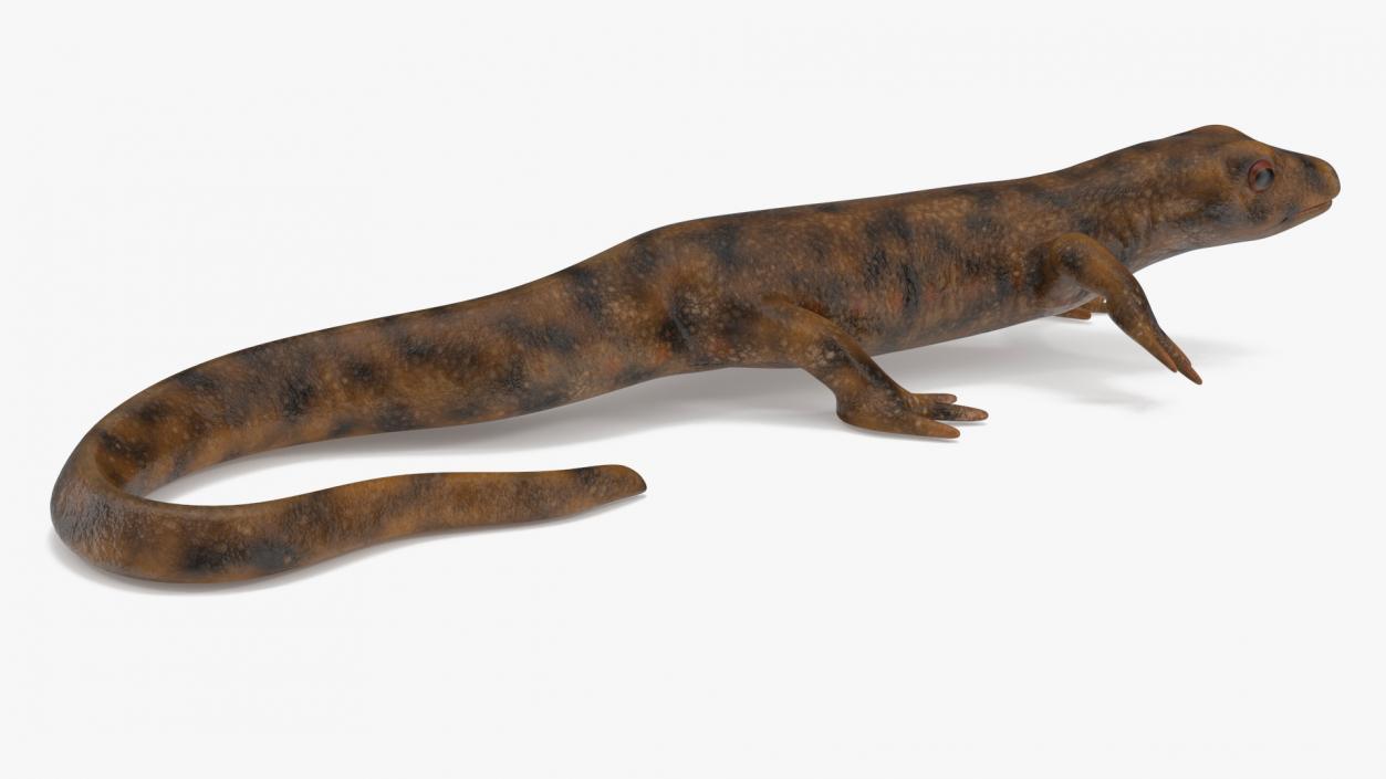 3D Spanish Ribbed Newt Crawling Pose model