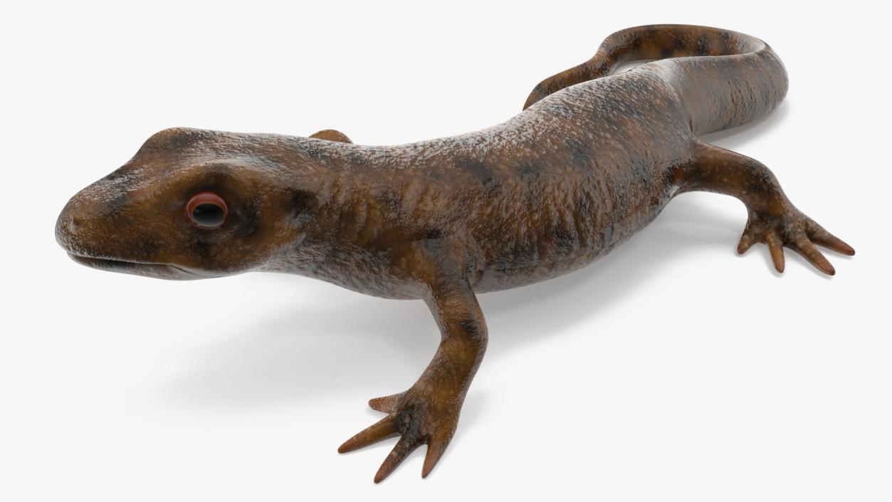 3D Spanish Ribbed Newt Crawling Pose model