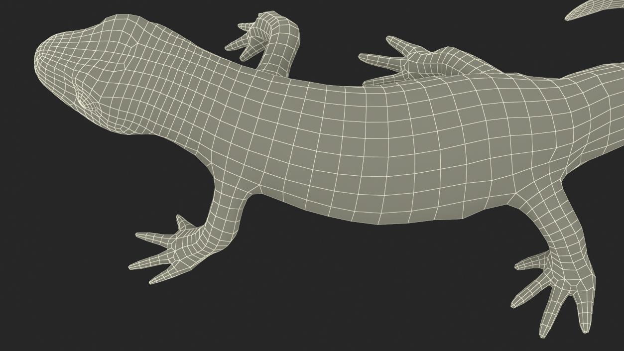 3D Spanish Ribbed Newt Crawling Pose model