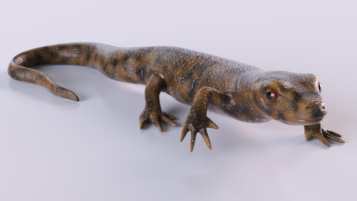 3D Spanish Ribbed Newt Crawling Pose model