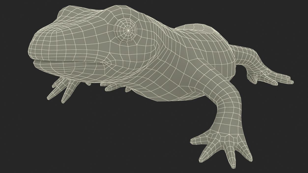 3D Spanish Ribbed Newt Crawling Pose model