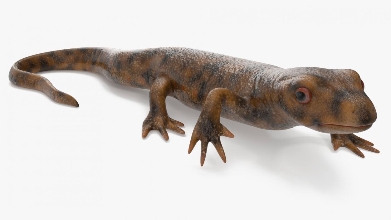 3D Spanish Ribbed Newt Crawling Pose model