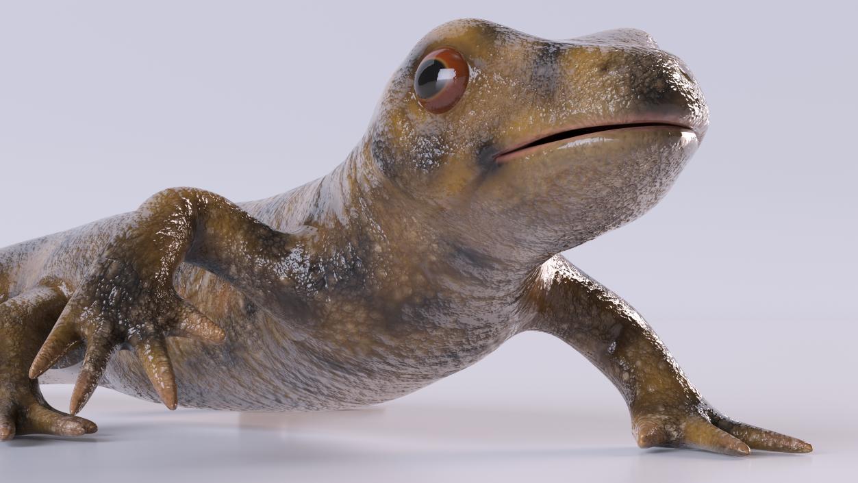 3D Spanish Ribbed Newt Crawling Pose model