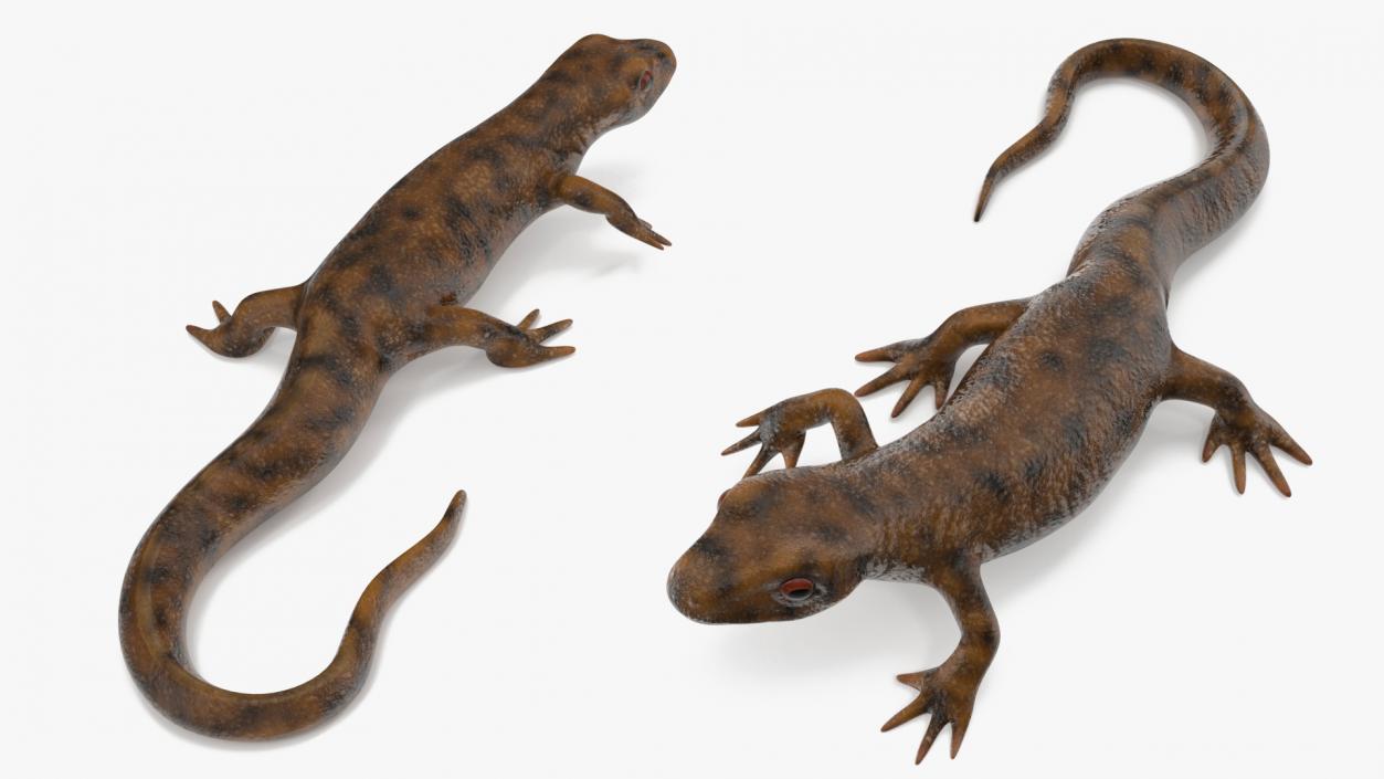 3D Spanish Ribbed Newt Crawling Pose model