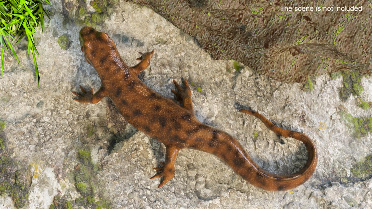 3D Spanish Ribbed Newt Crawling Pose model