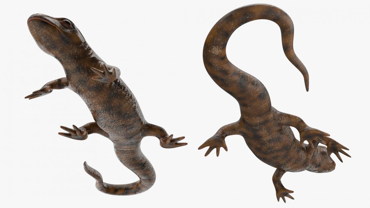 3D Spanish Ribbed Newt Crawling Pose model