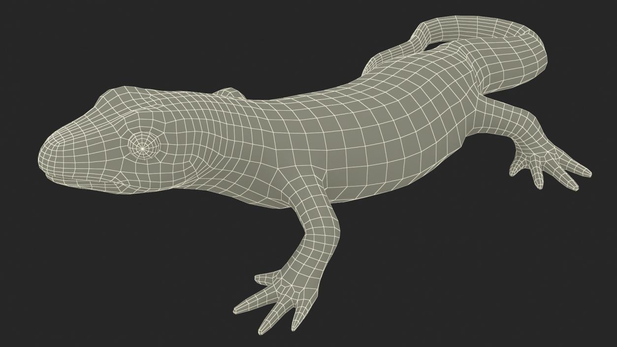 3D Spanish Ribbed Newt Crawling Pose model