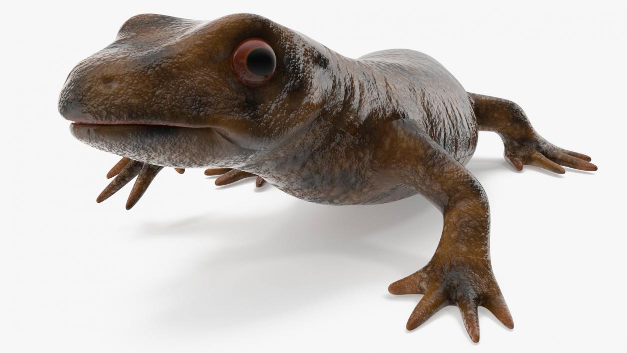 3D Spanish Ribbed Newt Crawling Pose model