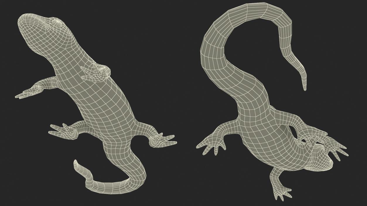 3D Spanish Ribbed Newt Crawling Pose model