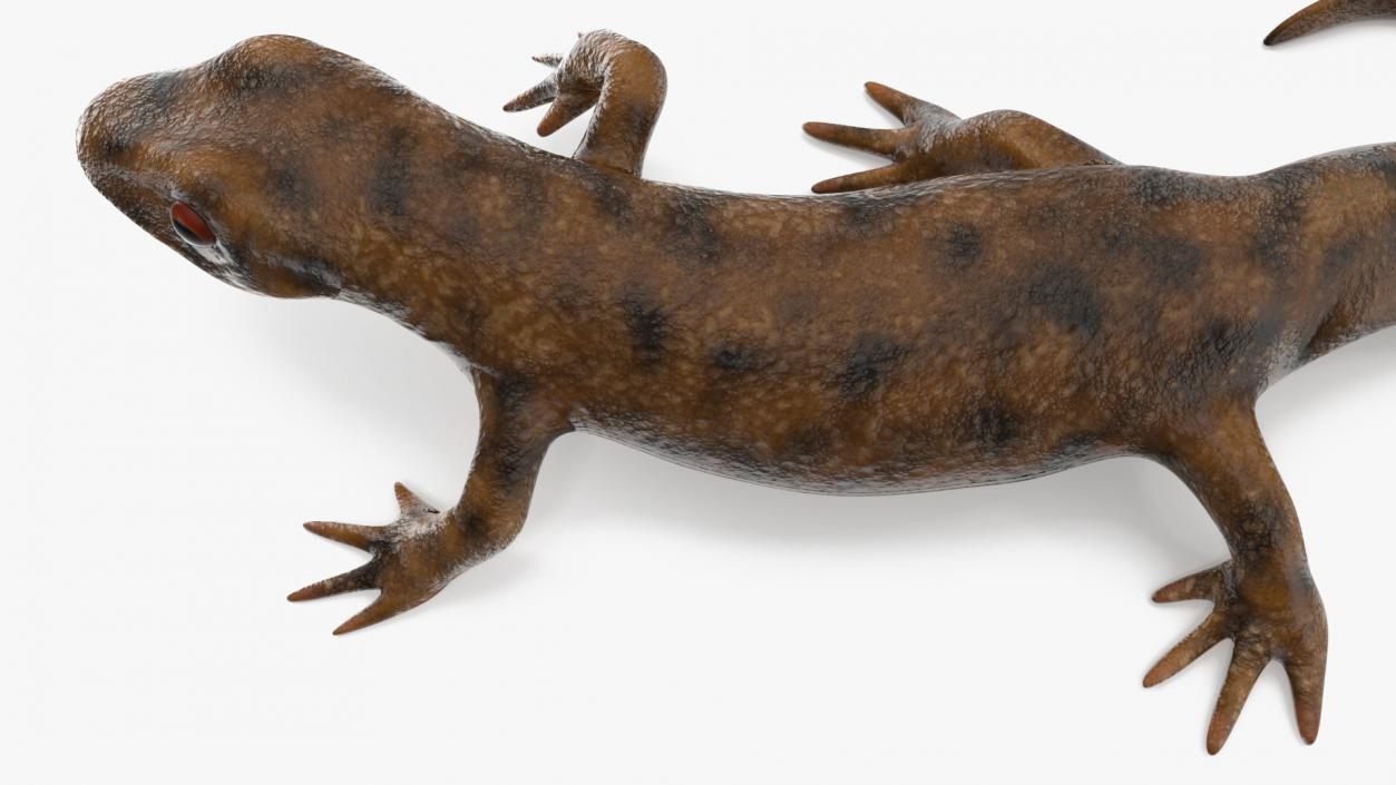 3D Spanish Ribbed Newt Crawling Pose model