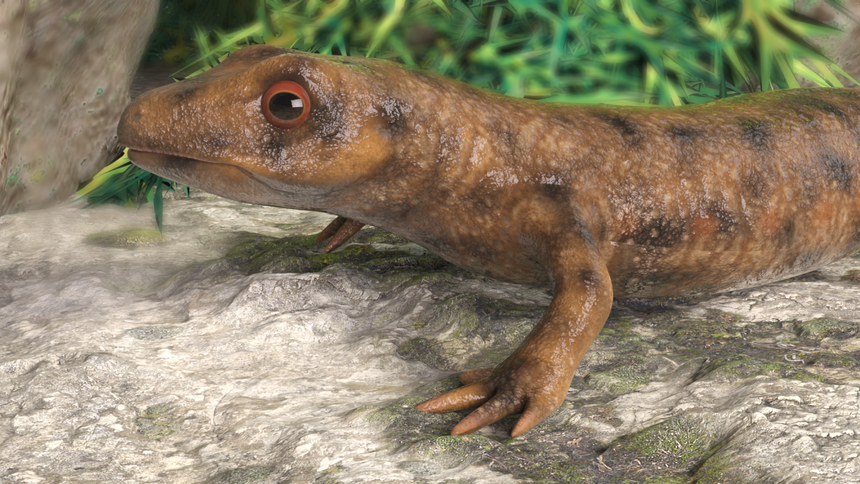 3D Spanish Ribbed Newt Crawling Pose model