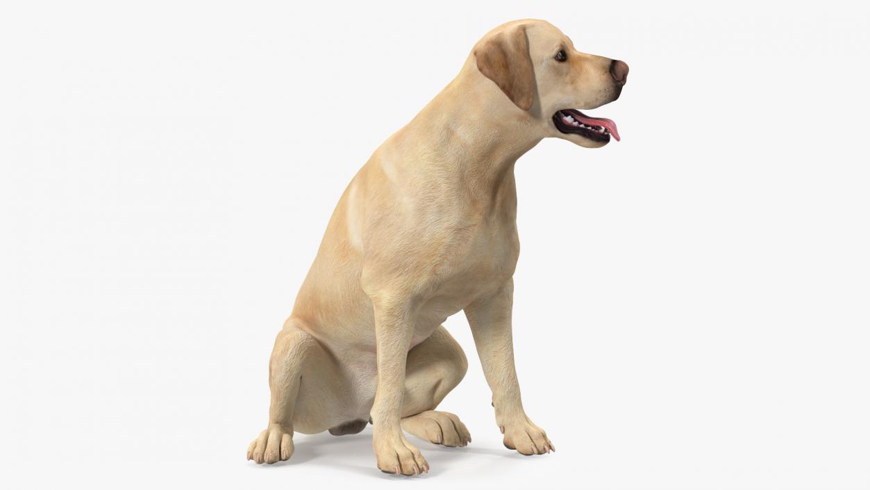 3D Labrador Dog White Sitting