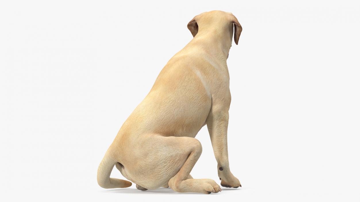 3D Labrador Dog White Sitting