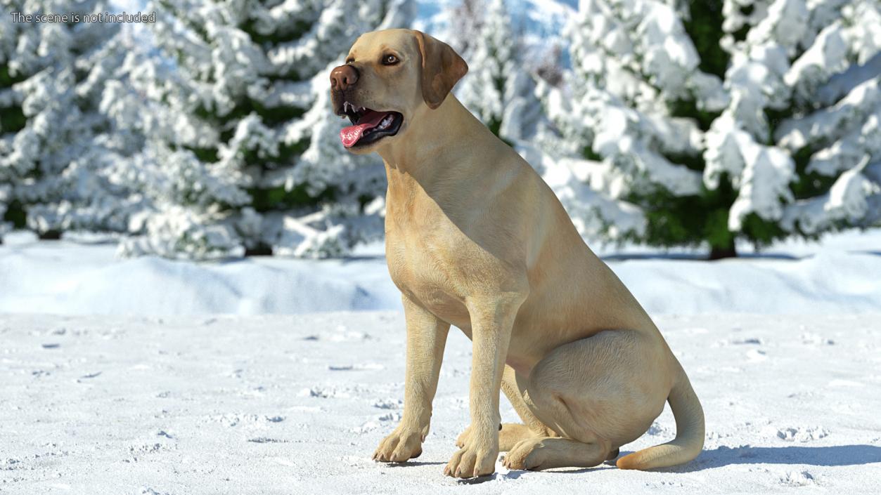 3D Labrador Dog White Sitting