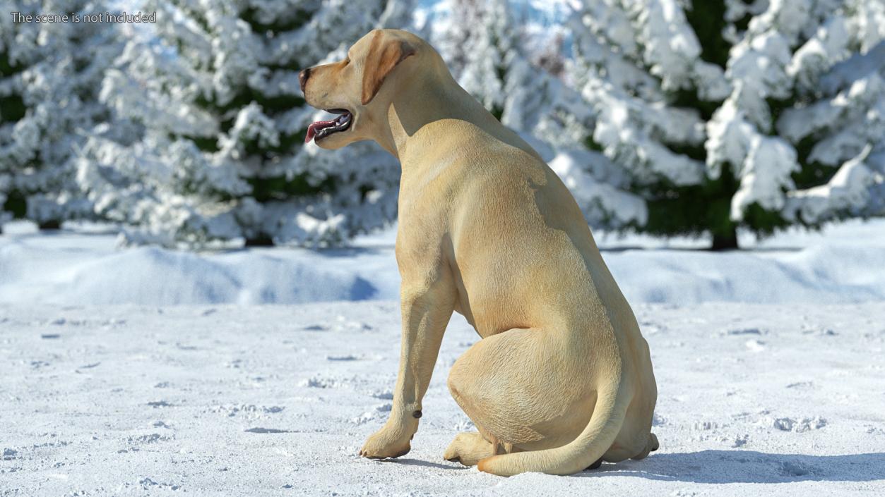 3D Labrador Dog White Sitting