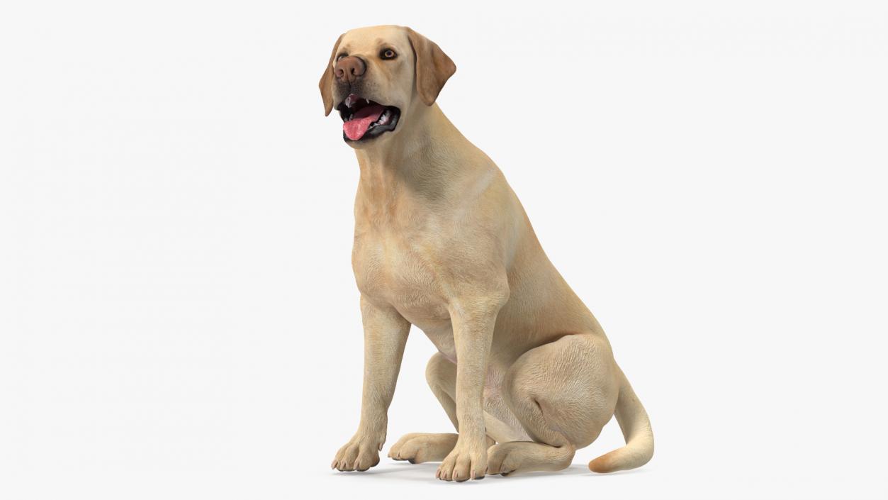 3D Labrador Dog White Sitting