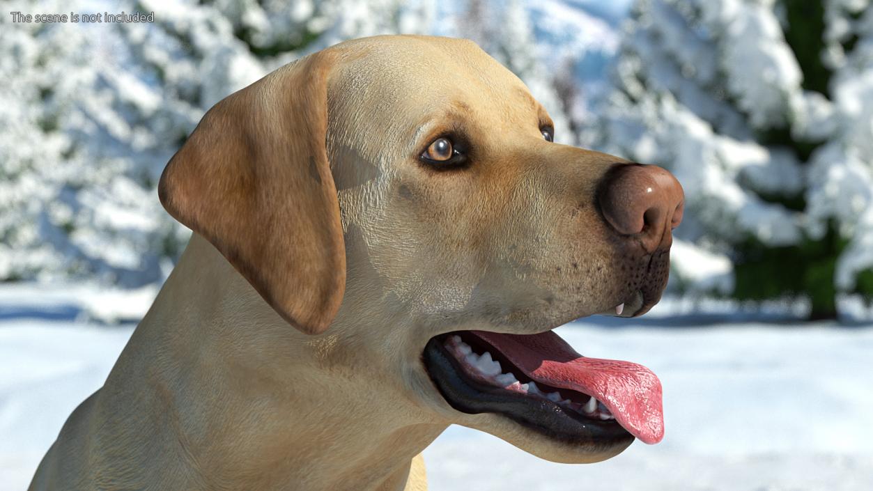 3D Labrador Dog White Sitting