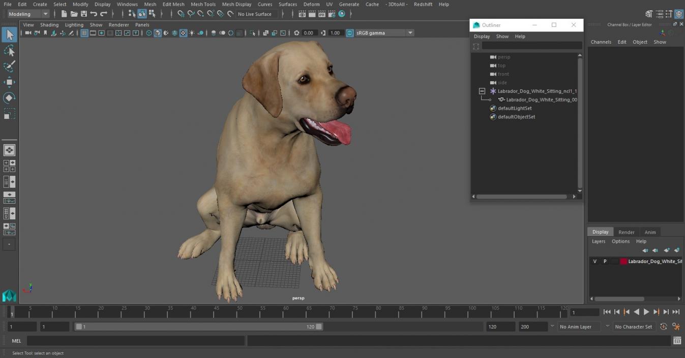 3D Labrador Dog White Sitting