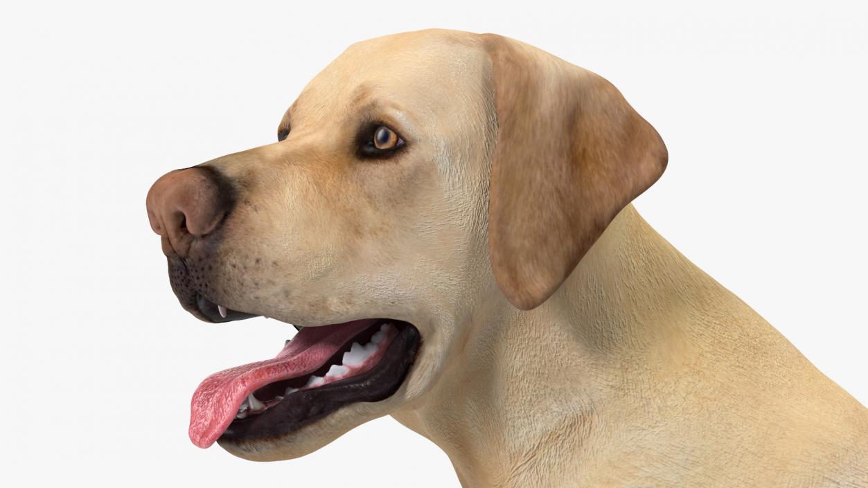 3D Labrador Dog White Sitting