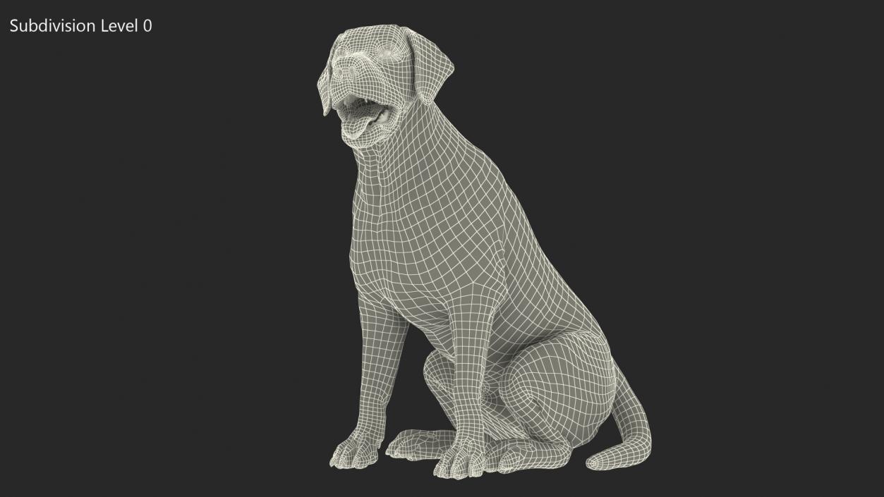 3D Labrador Dog White Sitting