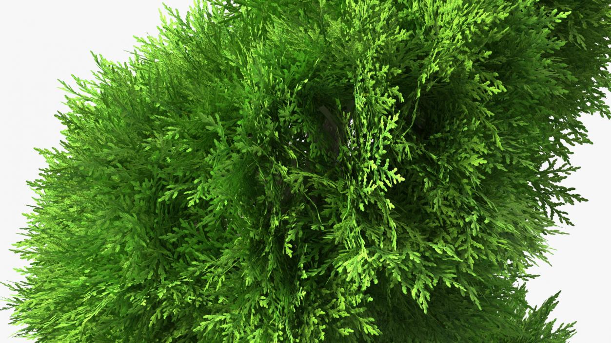 3D Twisted Chinese Arborvitae