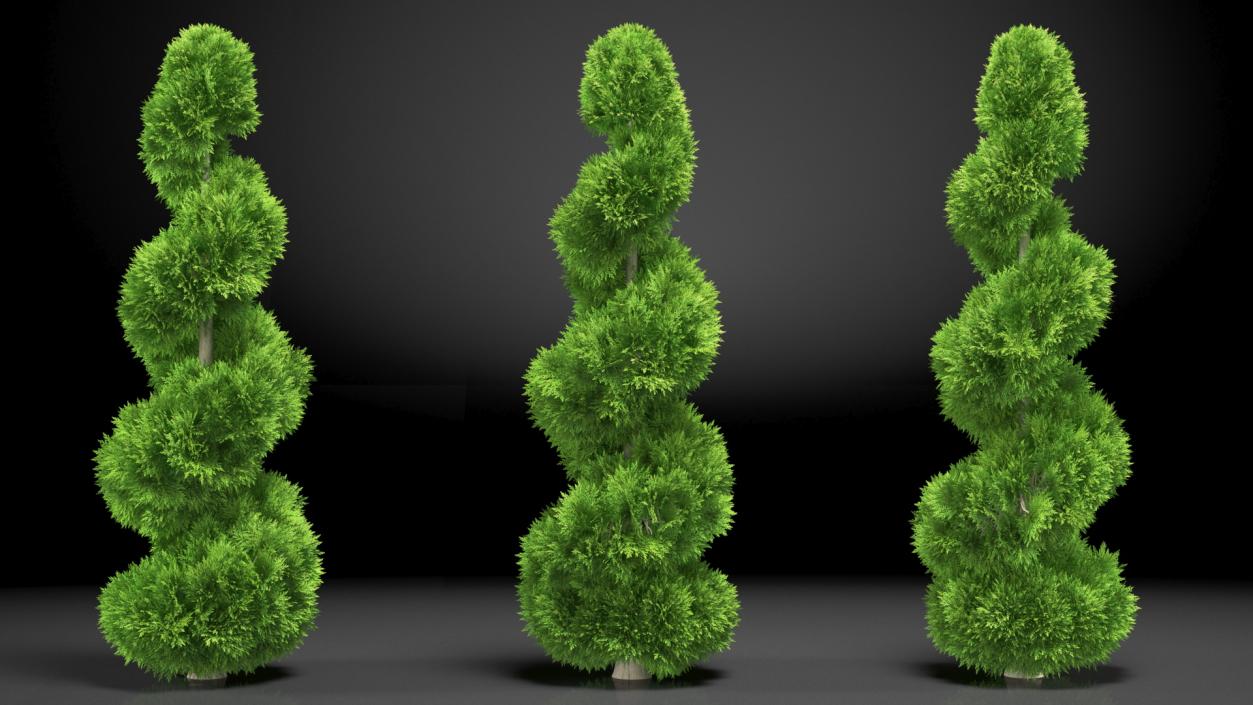 3D Twisted Chinese Arborvitae