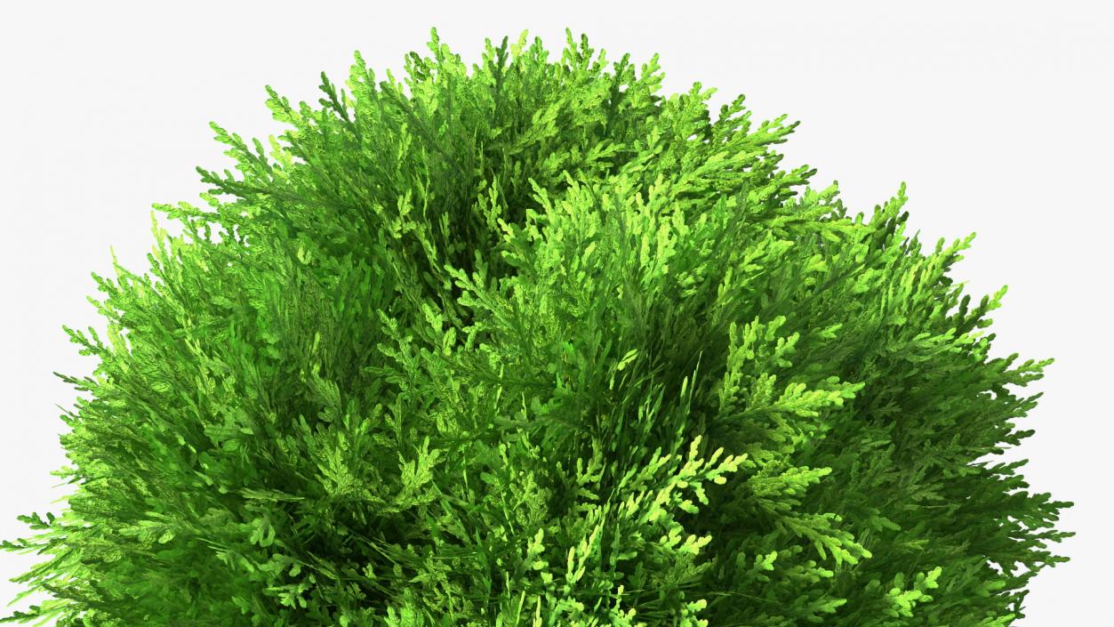 3D Twisted Chinese Arborvitae