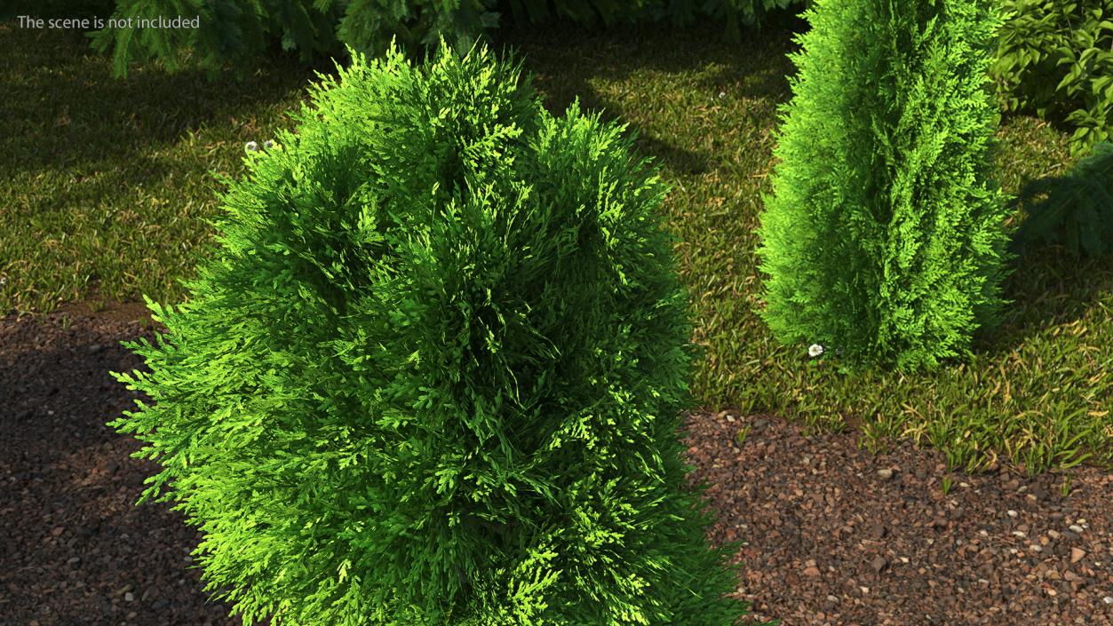 3D Twisted Chinese Arborvitae