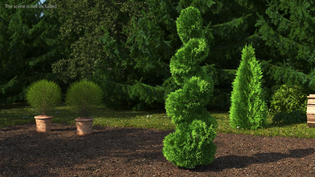 3D Twisted Chinese Arborvitae