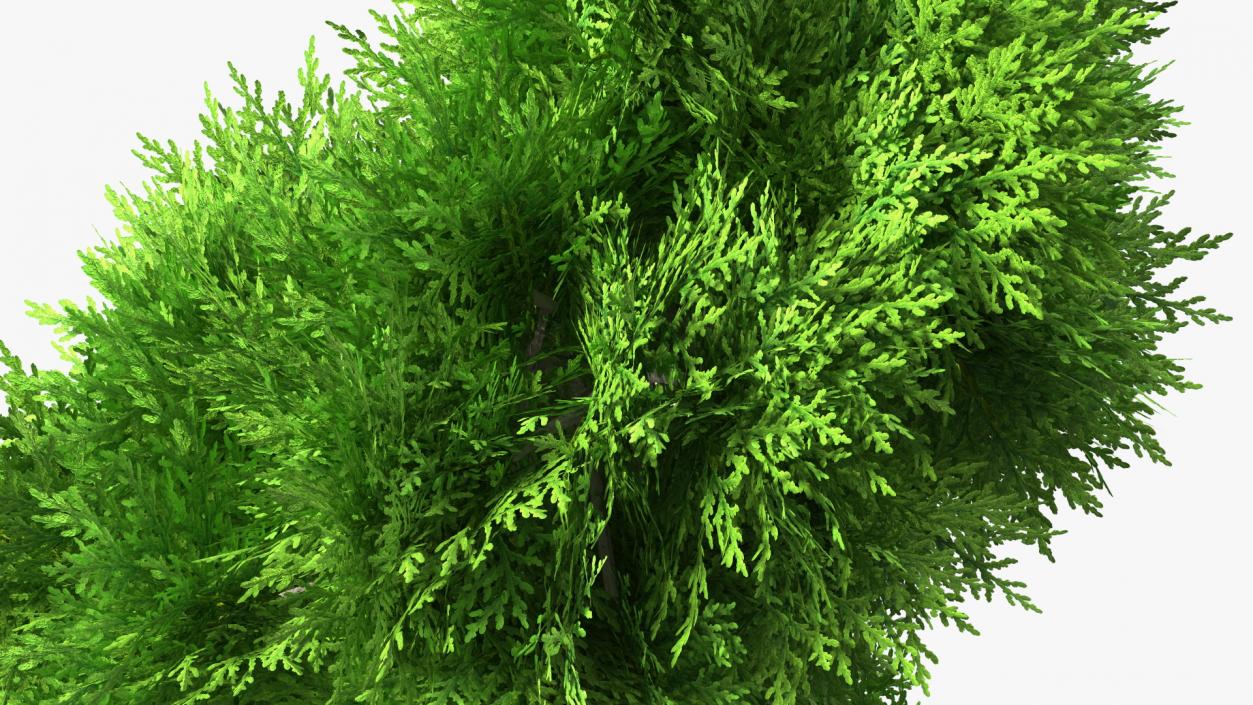 3D Twisted Chinese Arborvitae