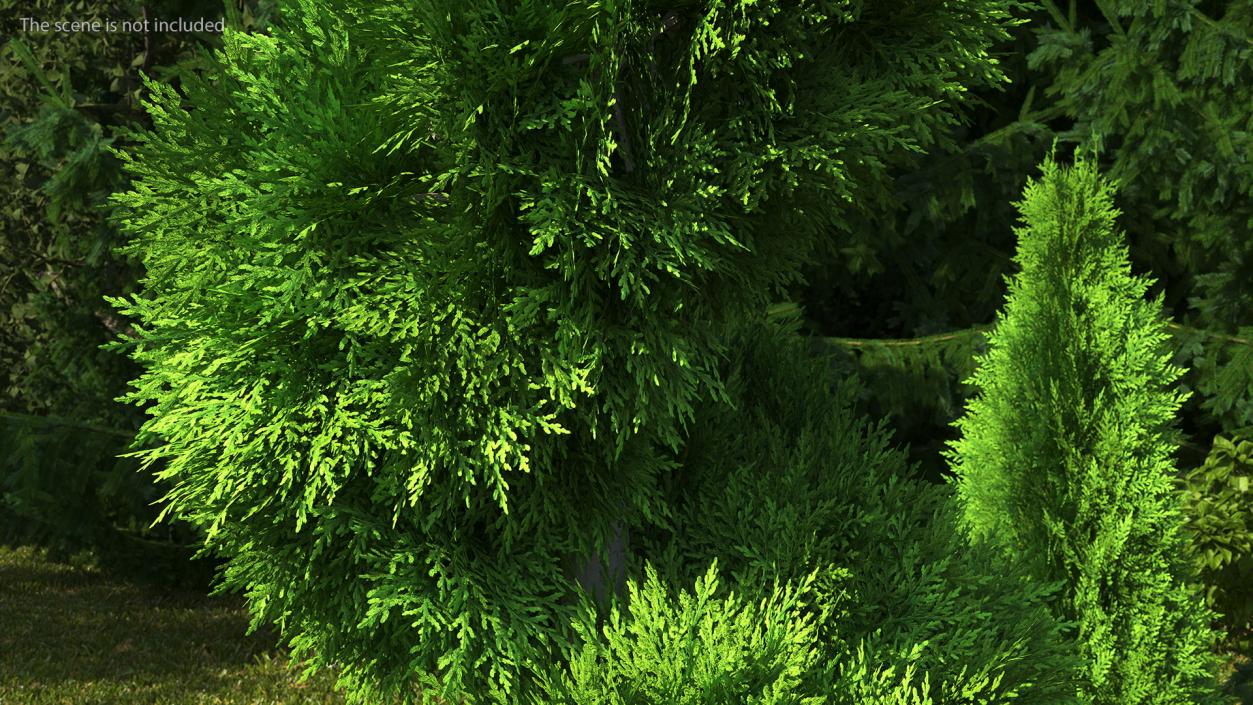 3D Twisted Chinese Arborvitae