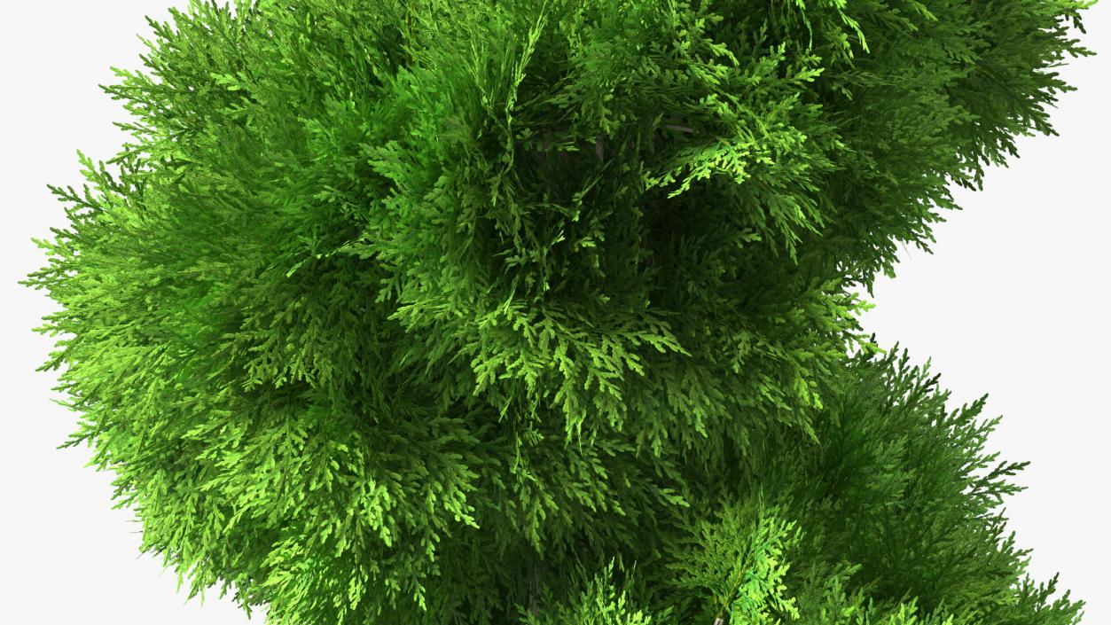 3D Twisted Chinese Arborvitae