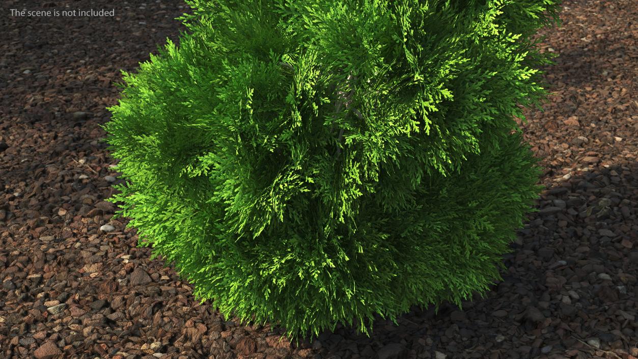 3D Twisted Chinese Arborvitae