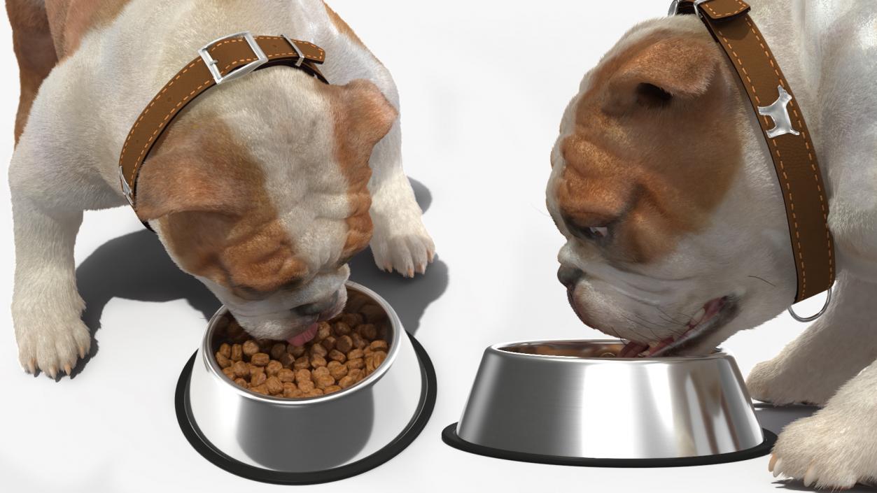 Bulldog Eats Out of the Bowl Fur 3D