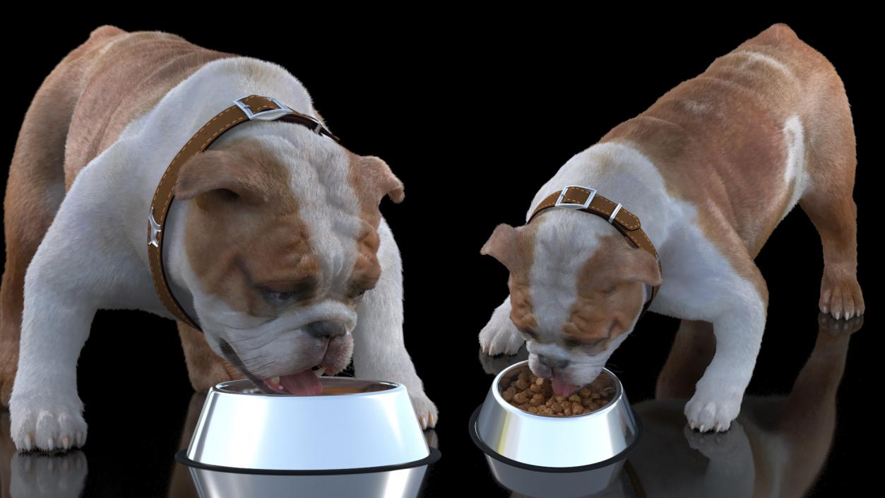 Bulldog Eats Out of the Bowl Fur 3D