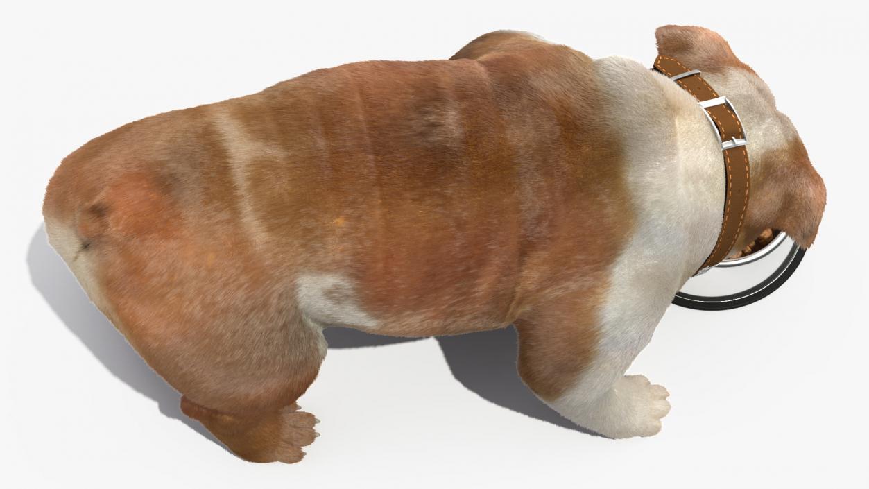 Bulldog Eats Out of the Bowl Fur 3D