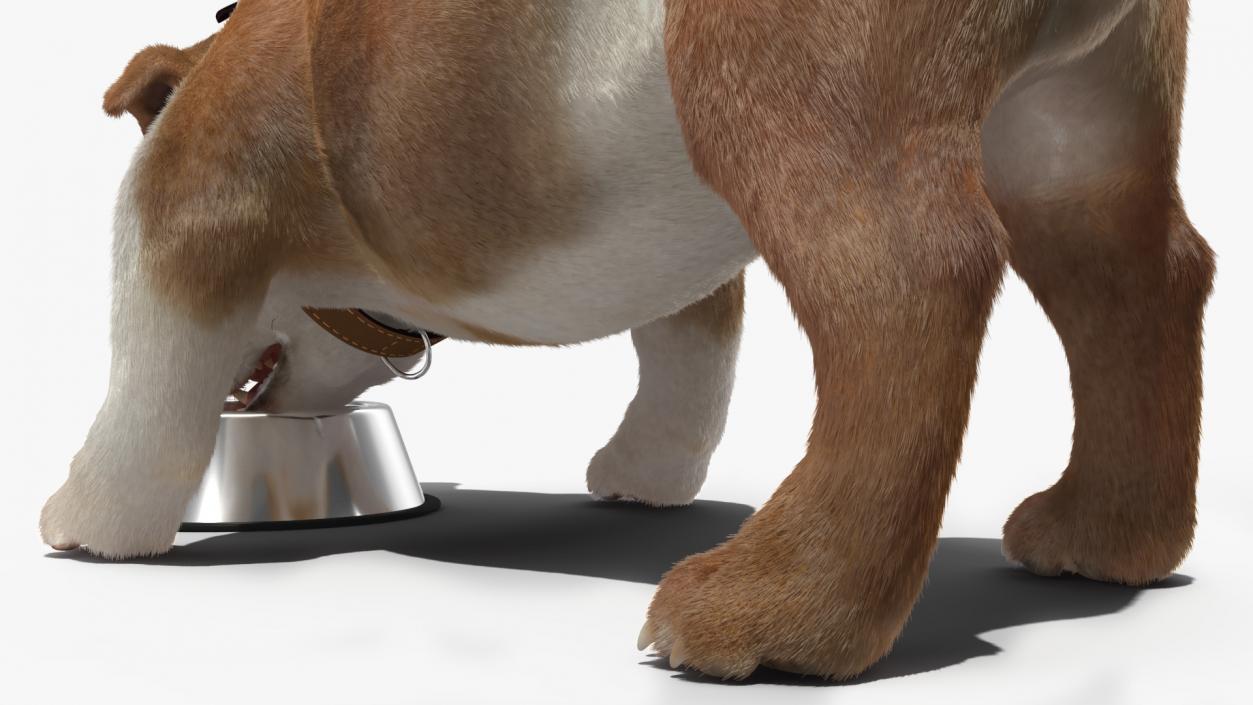 Bulldog Eats Out of the Bowl Fur 3D